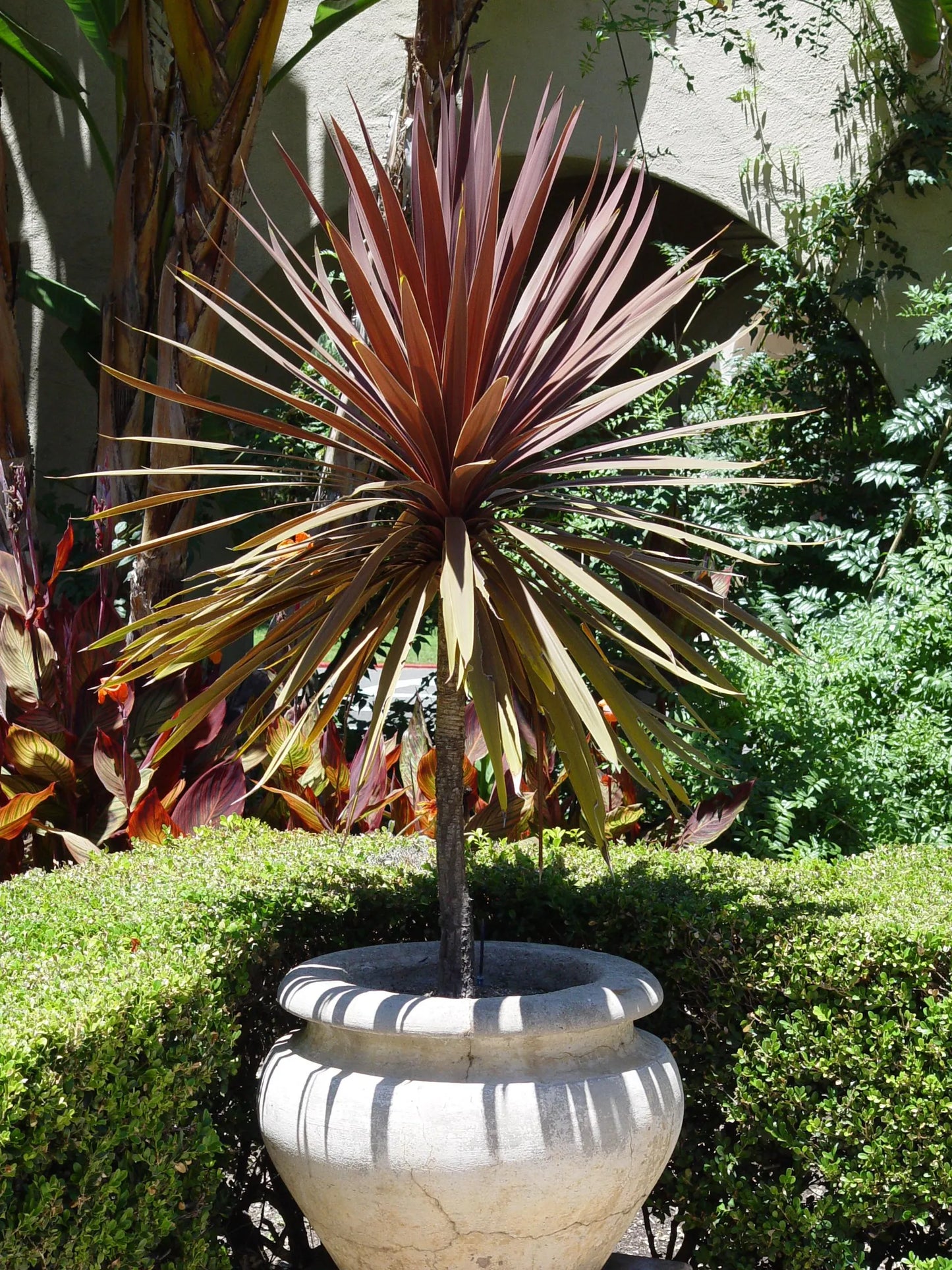 Dragon Tree (Dracaena marginata) Live Plant