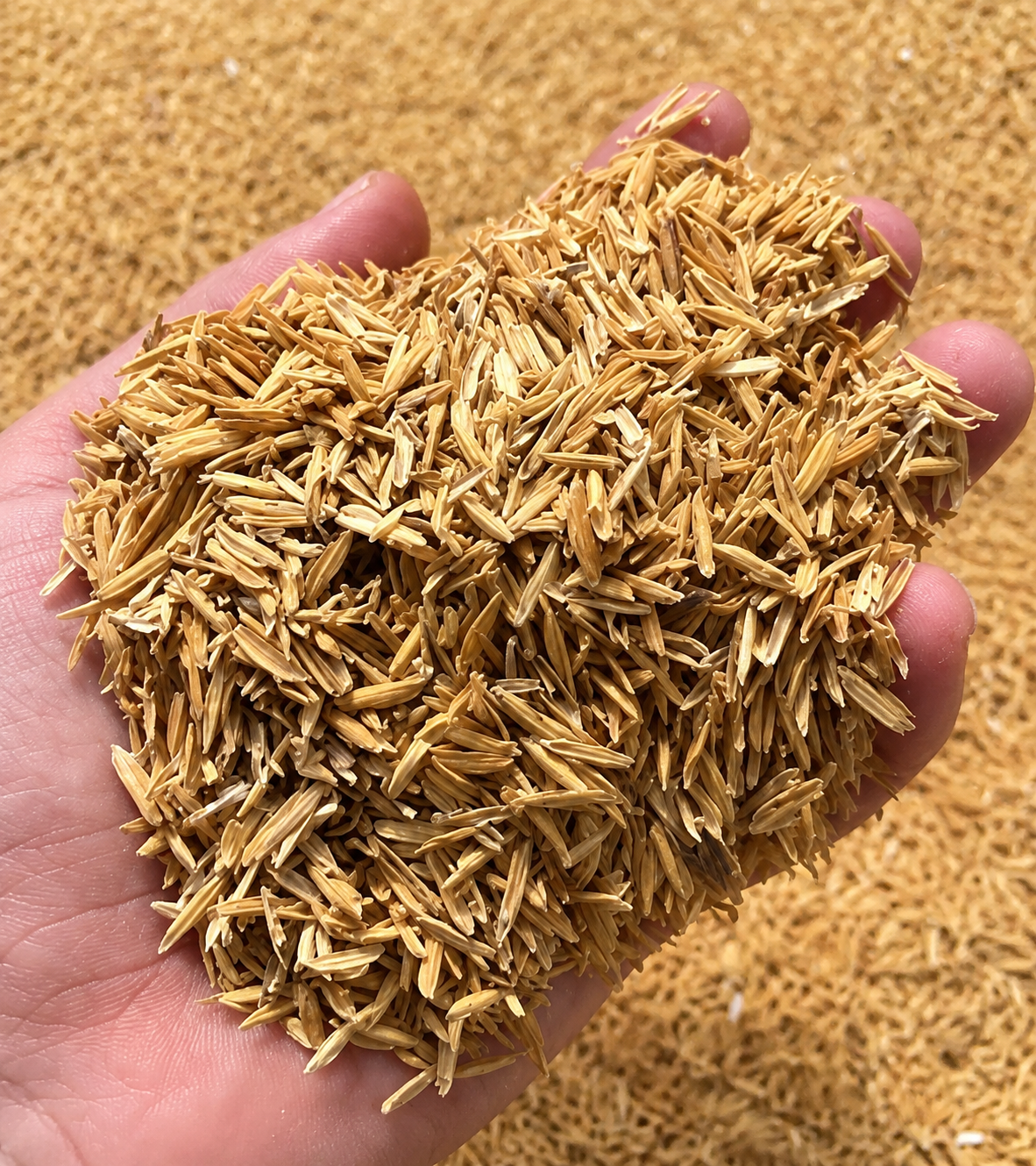 Premium Rice Husk 5kg for Gardening & Plants – Organic Soil Conditioner for Better Drainage