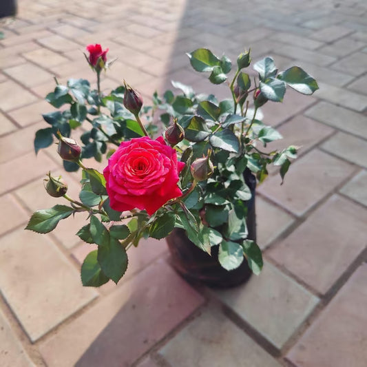 Red Rose - Desi Gulab