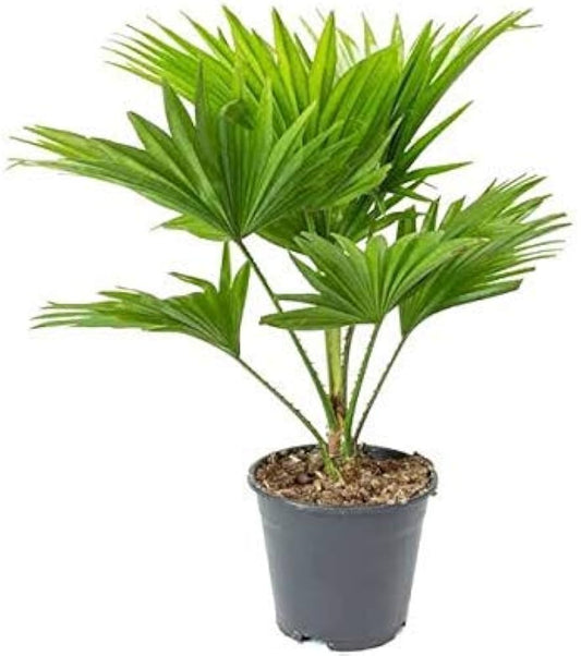 China Palm – 2ft Live Plant