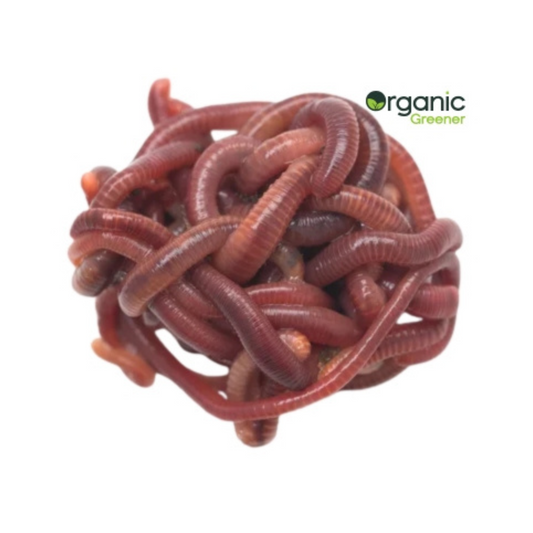 Red Wigglers per Kg