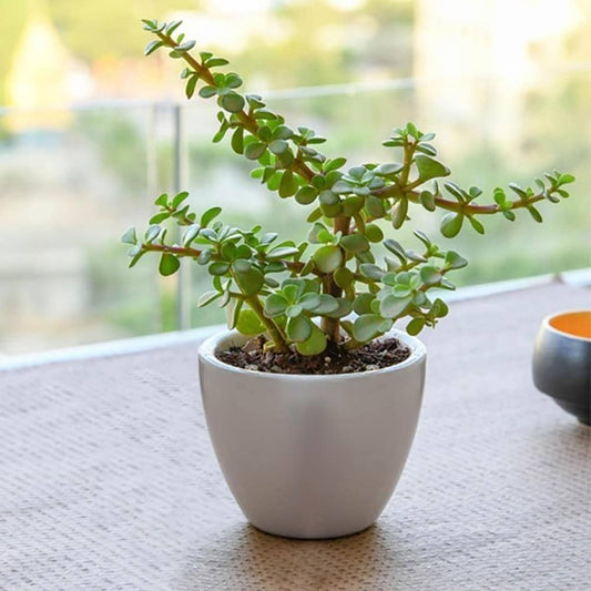 Jade Plant (Crassula ovata)