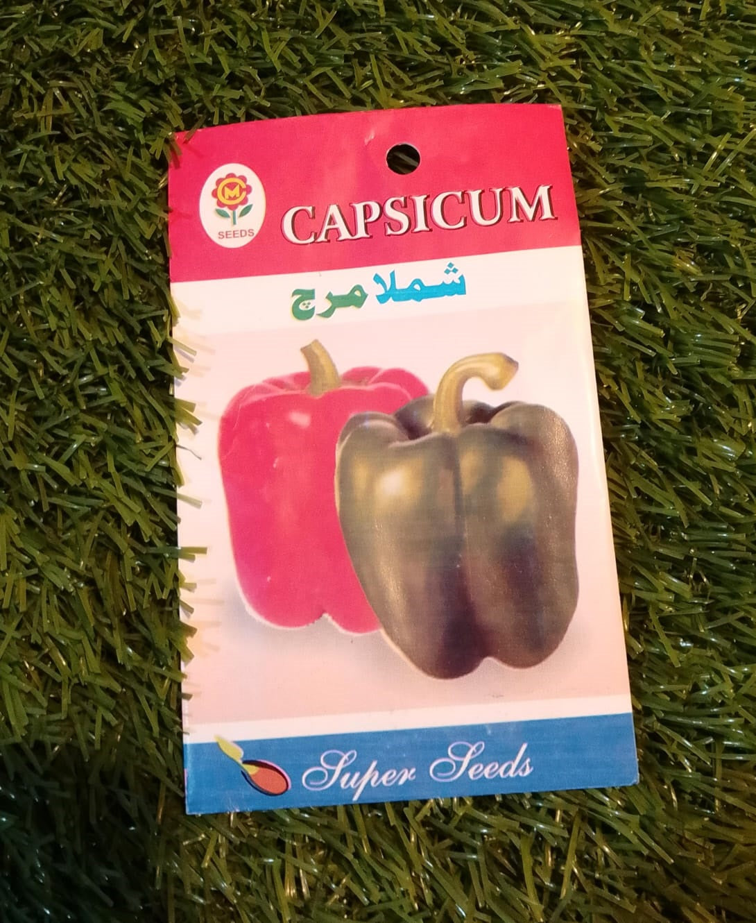Capsium - Bell Pepper - High Quality Seeds available