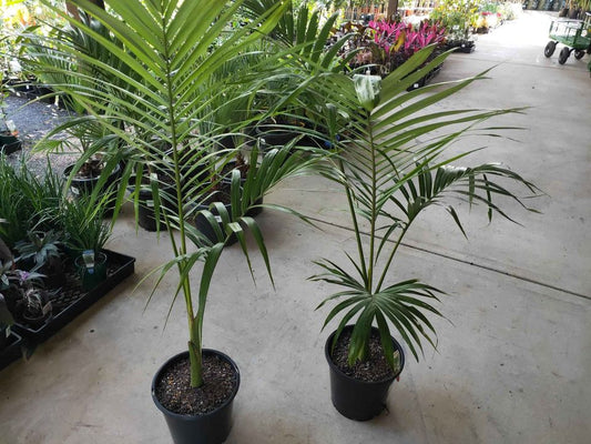 Areca palm (Chrysalidocarpus lutescens) 5ft Indoor Live plant