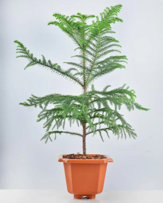 Aerokerya (Aralia or Polyscias fruticosa) Live Ornamental Plant