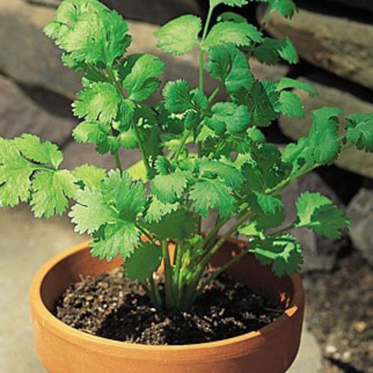 Coriander Plants (0.5–1 ft) – Organic Grown, Best for Kitchen Gardens