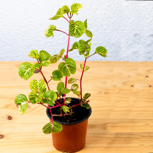 Iresine herbstii plant indoor