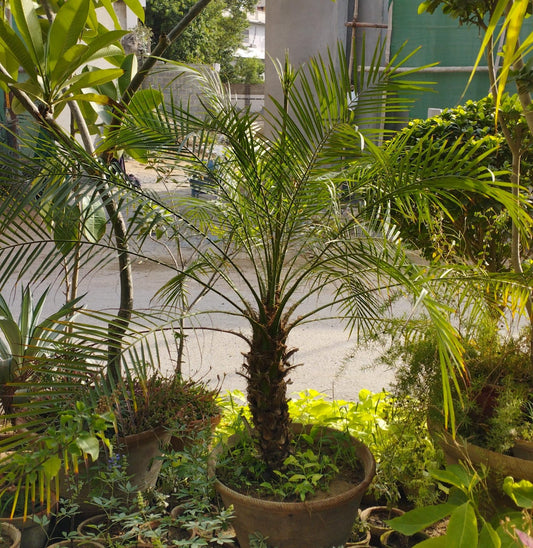 phoenix palm (Phoenix canariensis) 7ft Live Plant