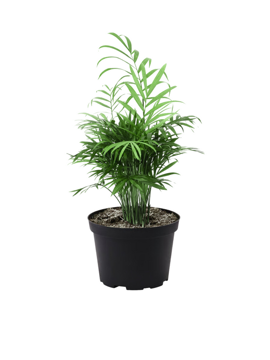 Parlour Palm (Chamaedorea elegans) 3ft Live Plam plant.