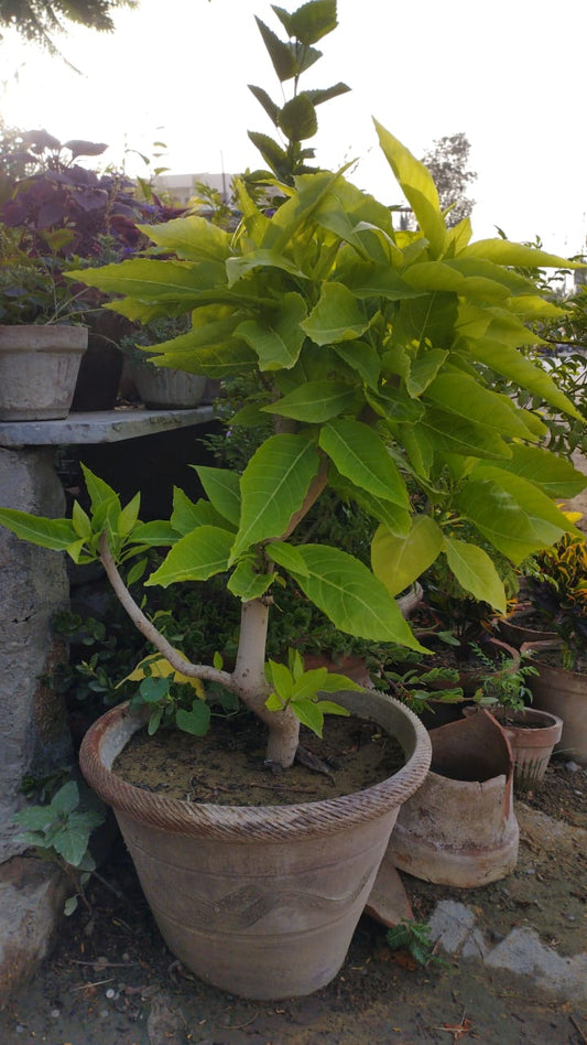 Pisonia alba (Tree Lettuce) Live Ornamental Plant