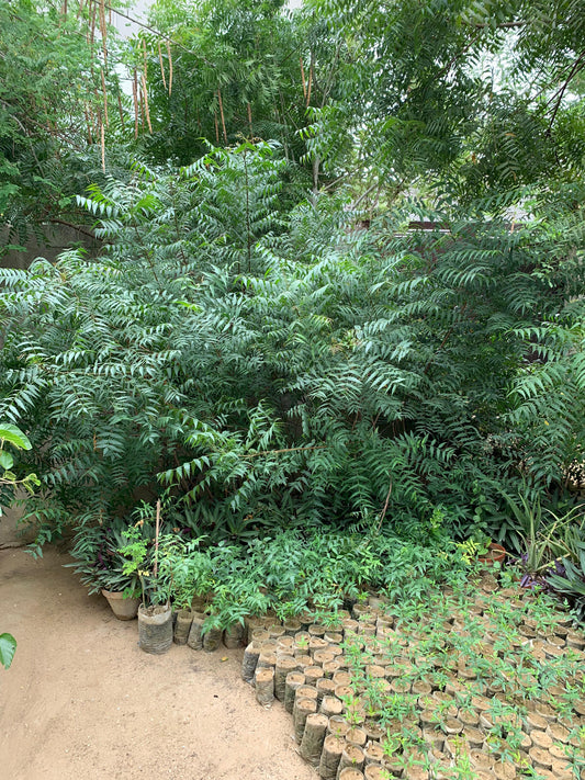Neem Tree Plant (Azadirachta indica) – 5–7 ft Tall Live Tree