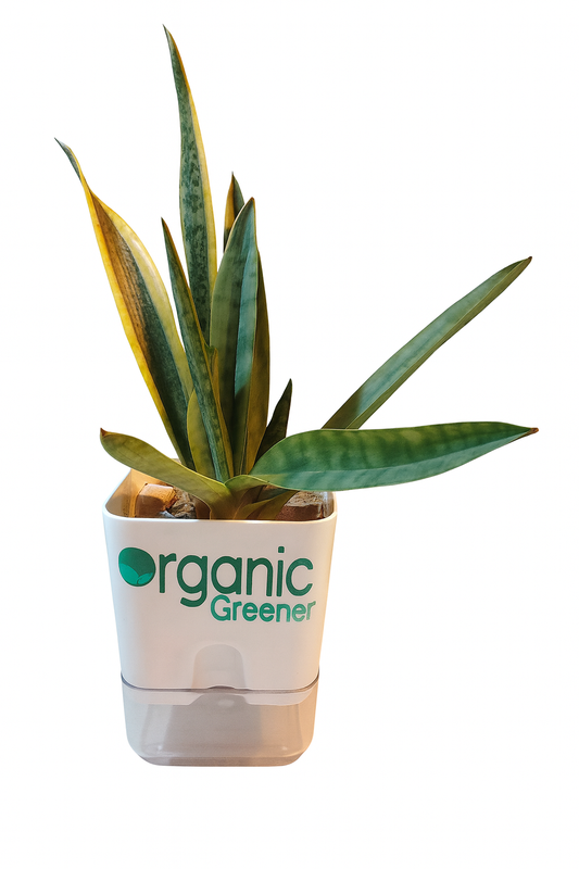 Snake Plant self watering pot square
