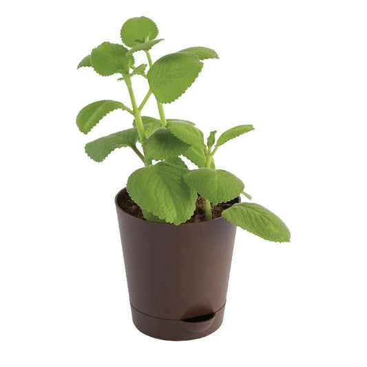 Ajwain Plants (1–2 ft) – Organic Grown, Best for Kitchen Gardens