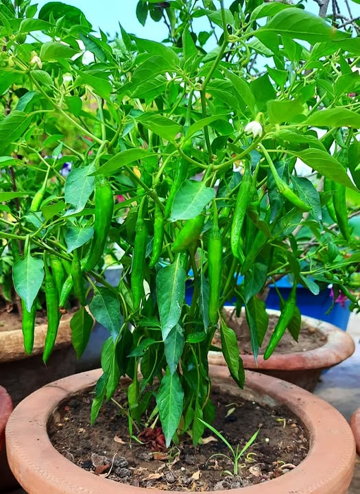 Green Chilli Seedlings (1–2 ft) – Organic Grown, Perfect for Kitchen Gardens