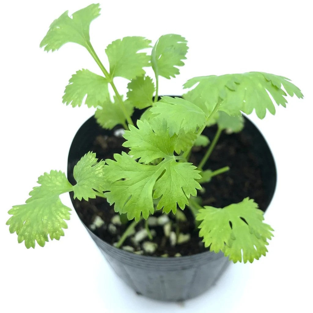 Coriander Plants (0.5–1 ft) – Organic Grown, Best for Kitchen Gardens