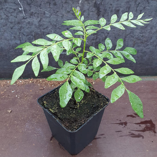 Curry Patta Plants (0.5–1 ft) – Organic Grown, Best for Kitchen Gardens