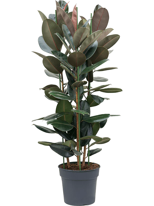 Rubber Plant (Ficus elastic) Indoor Plant