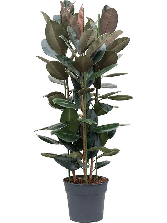 Rubber Plant (Ficus elastic) Indoor Plant