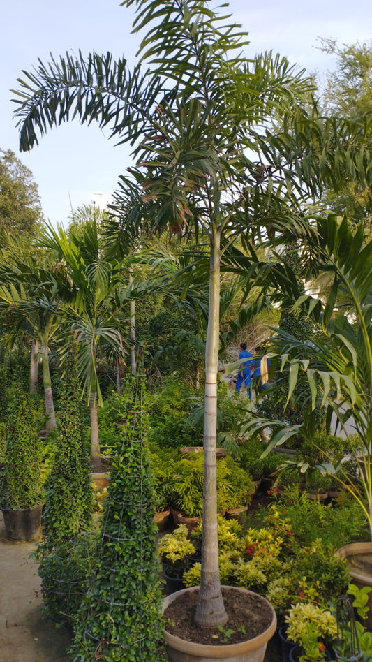 Foxtail Palm (Wodyetia bifurcata) – 10ft Tall Live Plant