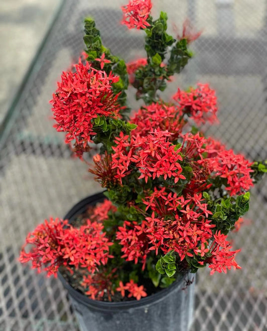 Ixora Ribbon