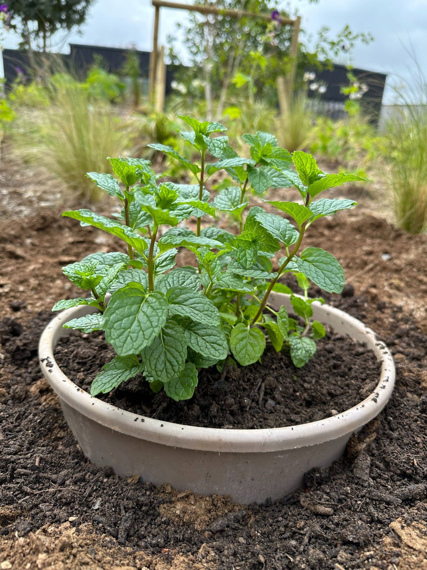 Mint Plants (0.5–1 ft) – Organic Grown, Best for Kitchen Gardens
