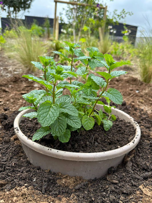 Mint Plants (0.5–1 ft) – Organic Grown, Best for Kitchen Gardens