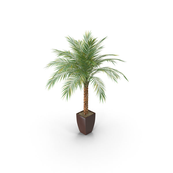 phoenix palm (Phoenix canariensis) 7ft Live Plant