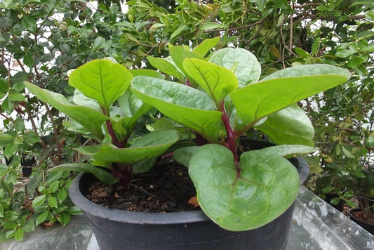 Spinach Plants (0.5–1 ft) – Organic Grown, Best for Kitchen Gardens