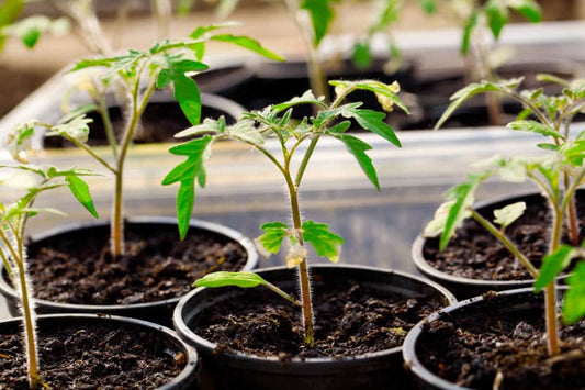 Tomato Seedlings (1–2 ft) – Organic Grown, Ideal for Kitchen Gardens