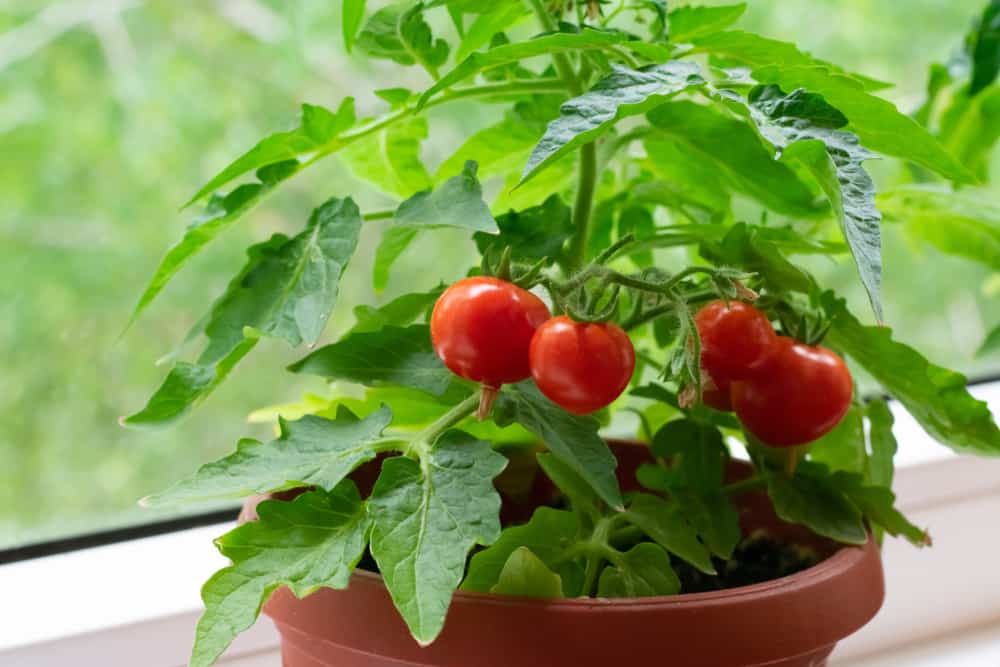 Tomato Seedlings (1–2 ft) – Organic Grown, Ideal for Kitchen Gardens