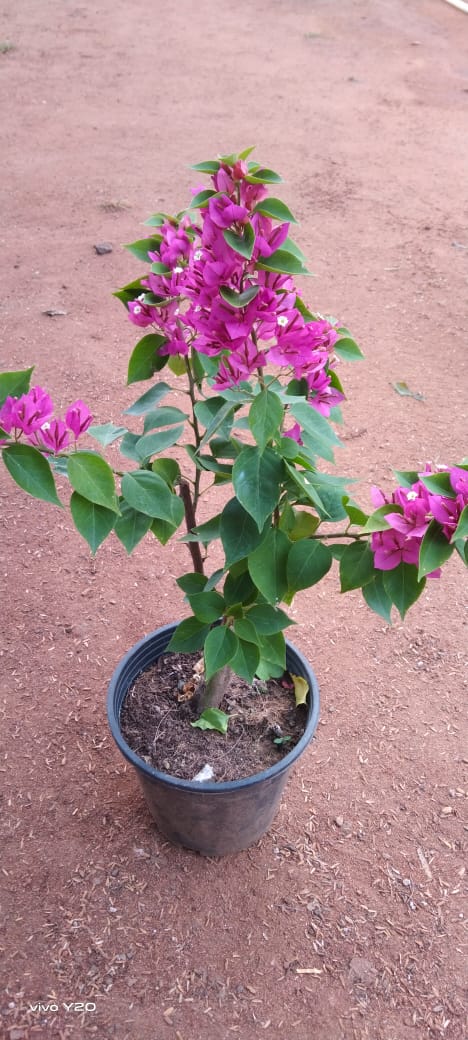 bougainvillea Flowering Plant